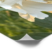 White Flower Foto Poster (Hoek)