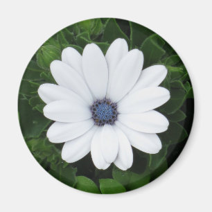 White Flower magnet Magneet