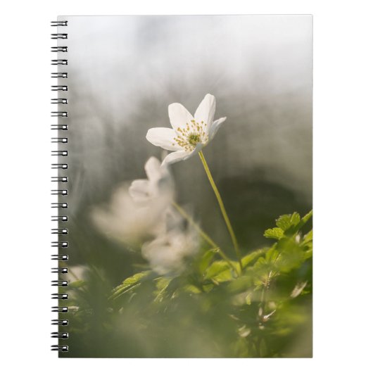White Flower Natuur Foto Notitieboek (Voorkant)