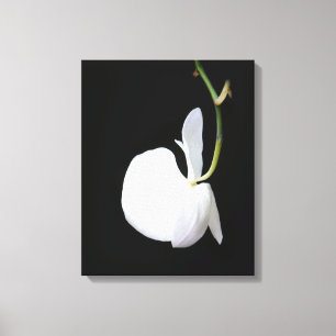 White Flower on Black Wrapped Canvas Afdruk