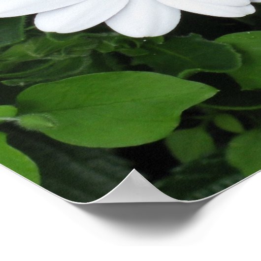 White Flower poster (Coin)