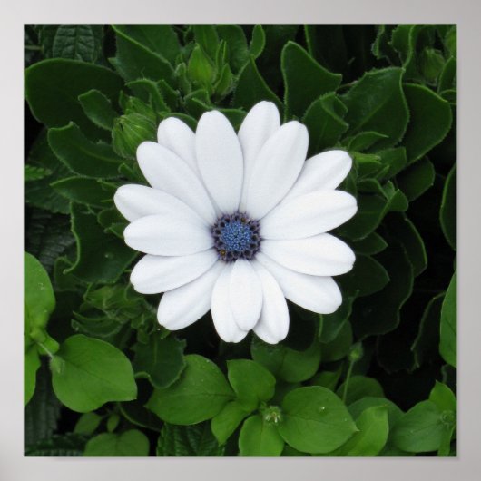 White Flower poster (Devant)
