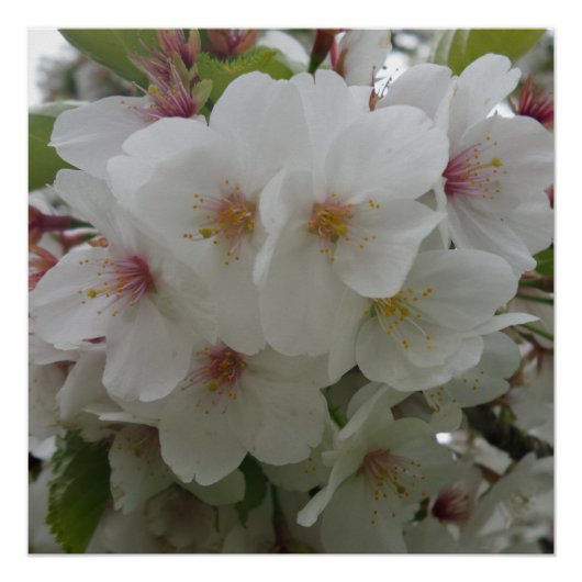 White Flower Poster Perfect Poster (Voorkant)