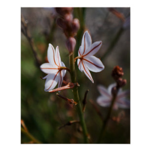 White Flower Poster Perfect Poster