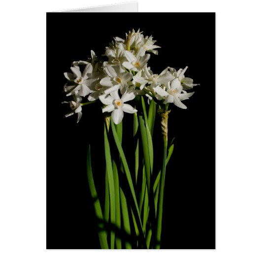 White Flower Spring Event and Wedard Card (Voorkant)