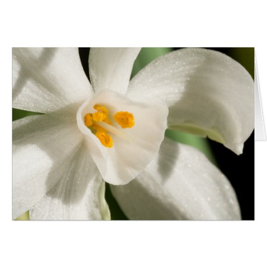 White Flower Spring Event and Wedding (Voorkant Horizontaal)