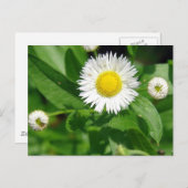 White Flower Weed Briefkaart (Voorkant / Achterkant)