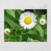 White Flower Weed Briefkaart (Voorkant)