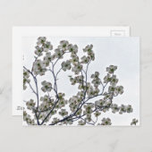 White Flowering Dogwood Briefkaart (Voorkant / Achterkant)