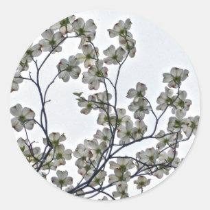 White Flowering Dogwood Ronde Sticker