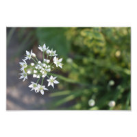 White Flowers Delicate Floral Blossom Natuur Foto