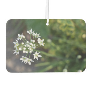 White Flowers Delicate Floral Blossom Natuur Foto Luchtverfrisser