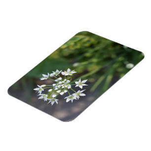 White Flowers Delicate Floral Blossom Natuur Foto Magneet