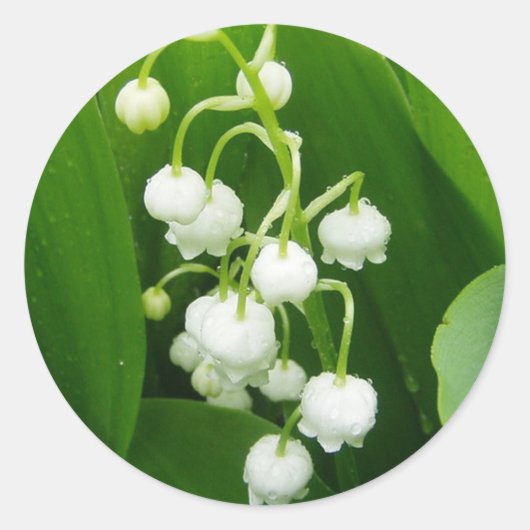 White Flowers Lily-of-the-Valley Sticker (Voorkant)