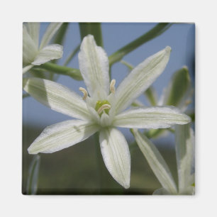 White Flowers Magnet Magneet