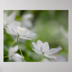 White Flowers Poster