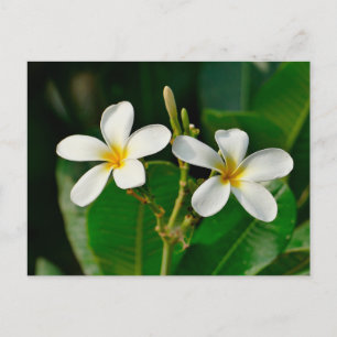 White Frangipani Briefkaart