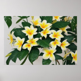 White Frangipani Flower Poster