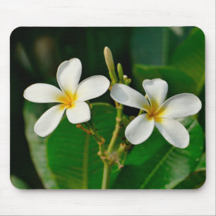 White Frangipani Muismat
