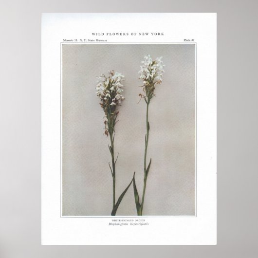 White-Fringed orchis Poster (Voorkant)
