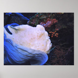 White Frogfish Portret Poster