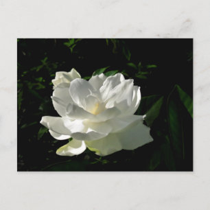 White Gardenia Blossom Briefkaart