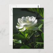 White Gardenia Blossom Briefkaart 2 (Voorkant / Achterkant)