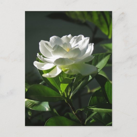 White Gardenia Blossom Briefkaart 2 (Voorkant)