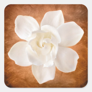 White Gardenia Flower Blossom Floral Vierkante Sticker
