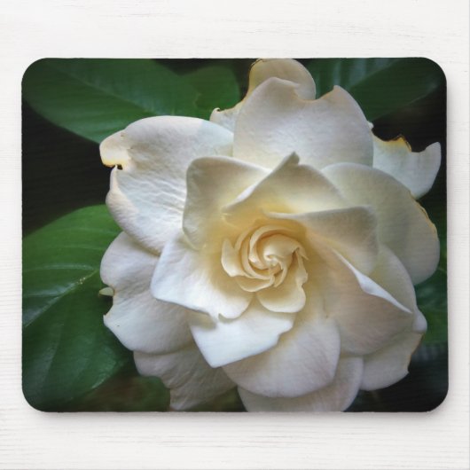 White Gardenia Flower Muismat (Voorkant)