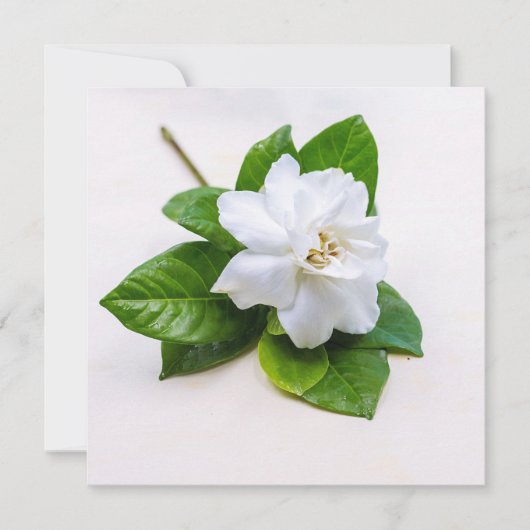 White Gardenia Flowers (Voorkant)