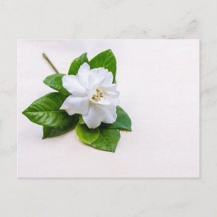 White Gardenia Flowers Briefkaart