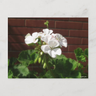 White Geraniums 6 Briefkaart