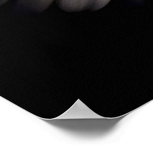 White Gerber Daisy Poster (Hoek)