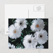 White Gerbera Daisies Briefkaart (Voorkant / Achterkant)