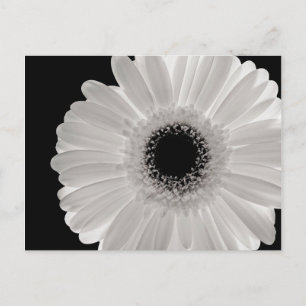 White Gerbera Flower Briefkaart