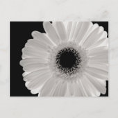 White Gerbera Flower Briefkaart (Voorkant)