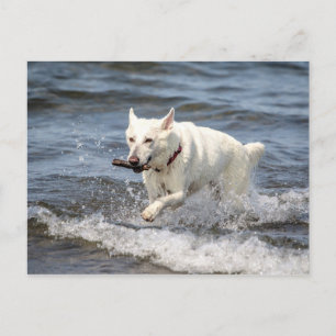 White German Shepard op Lake George Briefkaart