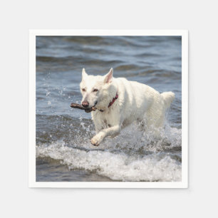 White German Shepard op Lake George Servetten