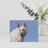 White German Shepherd Briefkaart (Staand voorkant)