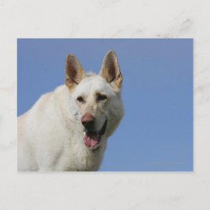 White German Shepherd Briefkaart