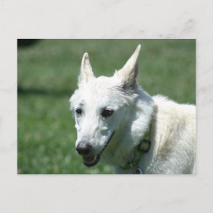 White German Shepherd Briefkaart