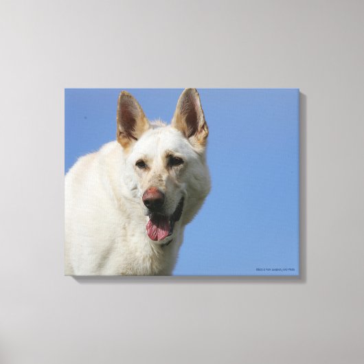 White German Shepherd Canvas Afdruk (Voorkant)
