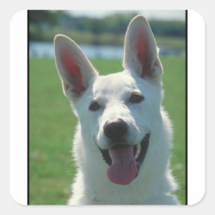 White German Shepherd Dog Vierkante Sticker