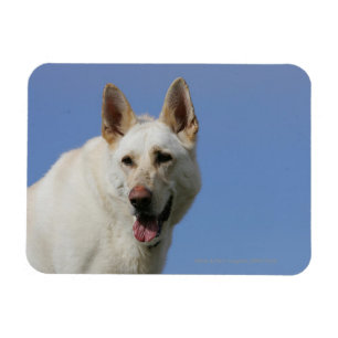 White German Shepherd Magneet