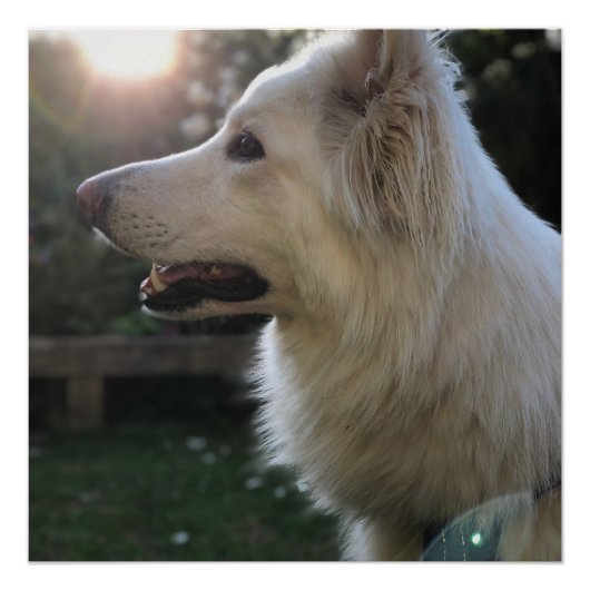 White German Shepherd Perfect Poster (Voorkant)