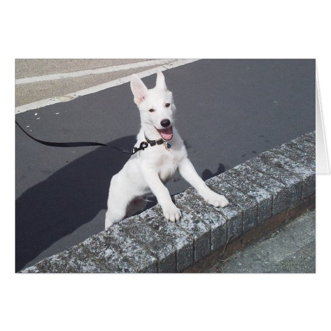 White German Shepherd Walkies (Voorkant Horizontaal)