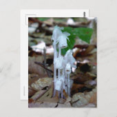 White Ghost Plant Briefkaart (Voorkant / Achterkant)