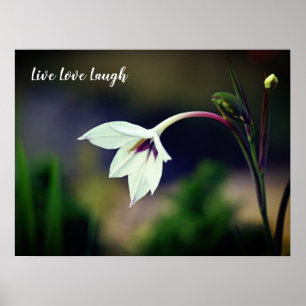White Gladiolus Garden Flower Motivatie Poster