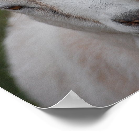 White goat print (Hoek)